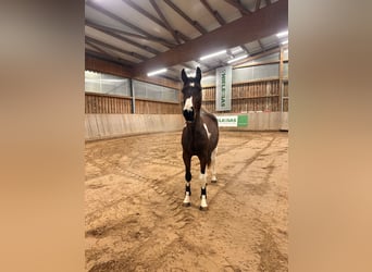 Cheval de sport allemand, Hongre, 3 Ans, 164 cm, Pinto