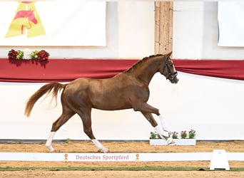 Cheval de sport allemand, Hongre, 3 Ans, 165 cm, Alezan brûlé