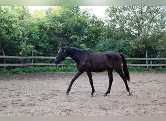 Cheval de sport allemand, Hongre, 3 Ans, 165 cm, Bai brun foncé
