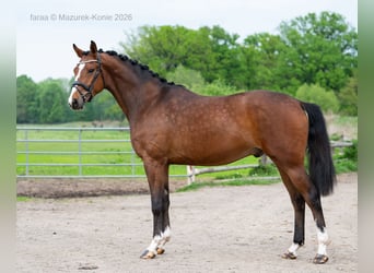 Cheval de sport allemand, Hongre, 3 Ans, 165 cm, Bai cerise