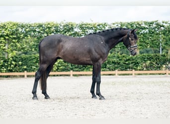 Cheval de sport allemand, Hongre, 3 Ans, 165 cm, Gris noir