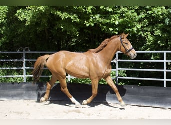 Cheval de sport allemand, Hongre, 3 Ans, 166 cm, Alezan