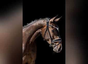 Cheval de sport allemand, Hongre, 3 Ans, 167 cm, Bai brun