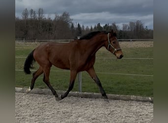 Cheval de sport allemand, Hongre, 3 Ans, 167 cm, Bai