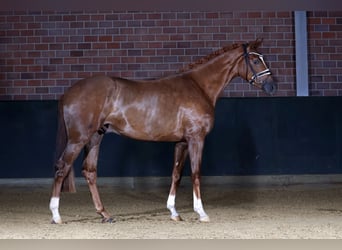 Cheval de sport allemand, Hongre, 3 Ans, 168 cm, Alezan