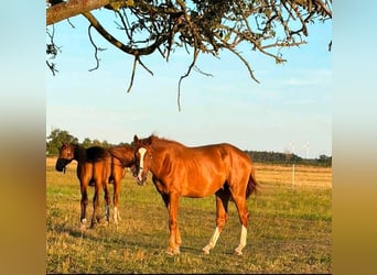 Cheval de sport allemand, Hongre, 3 Ans, 168 cm, Alezan