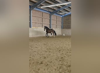 Cheval de sport allemand, Hongre, 3 Ans, 168 cm, Bai brun