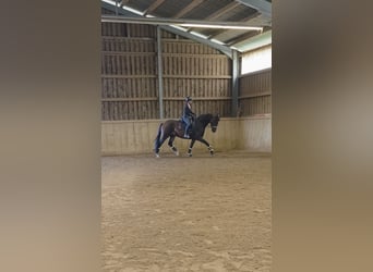 Cheval de sport allemand, Hongre, 3 Ans, 168 cm, Bai brun