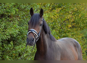 Cheval de sport allemand, Hongre, 3 Ans, 168 cm, Bai brun