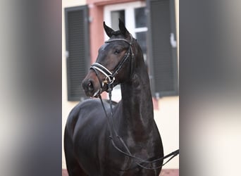 Cheval de sport allemand, Hongre, 3 Ans, 168 cm, Bai brun