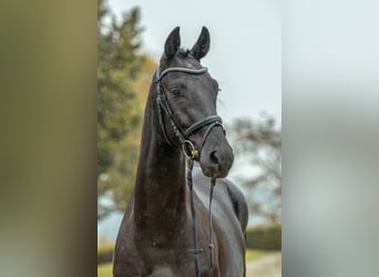 Cheval de sport allemand, Hongre, 3 Ans, 168 cm, Bai brun foncé