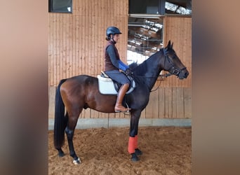 Cheval de sport allemand, Hongre, 3 Ans, 168 cm, Bai brun foncé