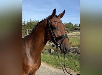 Cheval de sport allemand, Hongre, 3 Ans, 168 cm, Bai