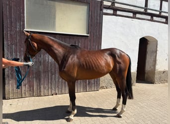 Cheval de sport allemand, Hongre, 3 Ans, 168 cm, Bai