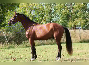 Cheval de sport allemand, Hongre, 3 Ans, 168 cm, Bai