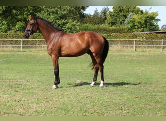 Cheval de sport allemand, Hongre, 3 Ans, 168 cm, Bai