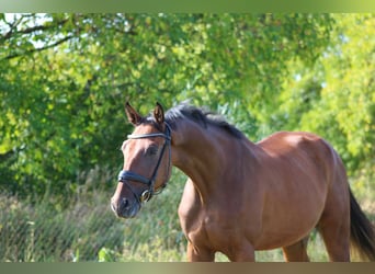 Cheval de sport allemand, Hongre, 3 Ans, 168 cm, Bai