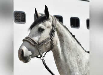 Cheval de sport allemand, Hongre, 3 Ans, 168 cm, Gris pommelé