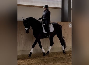 Cheval de sport allemand, Hongre, 3 Ans, 168 cm, Noir