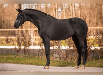 Cheval de sport allemand, Hongre, 3 Ans, 168 cm, Noir