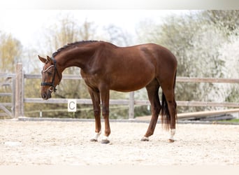 Cheval de sport allemand, Hongre, 3 Ans, 169 cm, Alezan brûlé