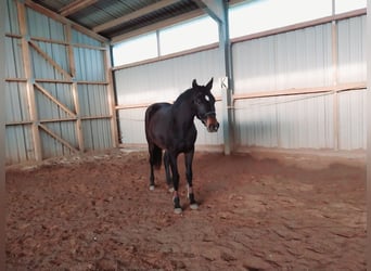 Cheval de sport allemand, Hongre, 3 Ans, 169 cm, Bai brun foncé