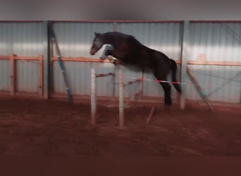 Cheval de sport allemand, Hongre, 3 Ans, 169 cm, Bai brun foncé