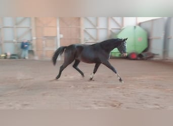 Cheval de sport allemand, Hongre, 3 Ans, 169 cm, Bai brun foncé