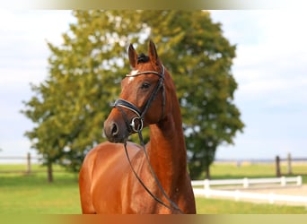 Cheval de sport allemand, Hongre, 3 Ans, 169 cm, Bai