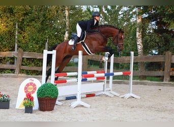 Cheval de sport allemand, Hongre, 3 Ans, 169 cm, Bai