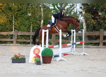 Cheval de sport allemand, Hongre, 3 Ans, 169 cm, Bai
