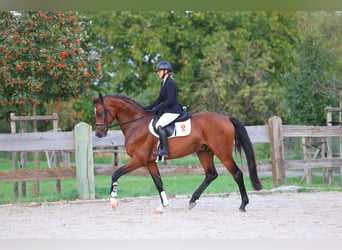 Cheval de sport allemand, Hongre, 3 Ans, 169 cm, Bai