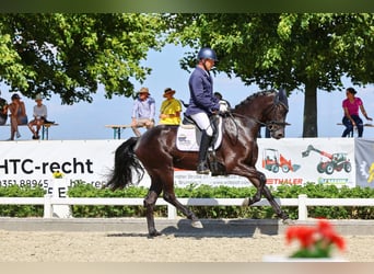 Cheval de sport allemand, Hongre, 3 Ans, 169 cm, Noir