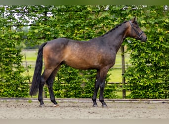 Cheval de sport allemand, Hongre, 3 Ans, 170 cm, Bai brun