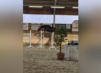 Cheval de sport allemand, Hongre, 3 Ans, 170 cm, Bai brun