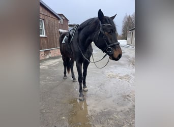 Cheval de sport allemand, Hongre, 3 Ans, 170 cm, Bai brun