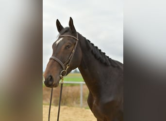 Cheval de sport allemand, Hongre, 3 Ans, 170 cm, Bai brun