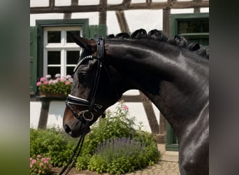 Cheval de sport allemand, Hongre, 3 Ans, 170 cm, Bai brun foncé