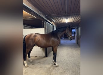 Cheval de sport allemand, Hongre, 3 Ans, 170 cm, Bai