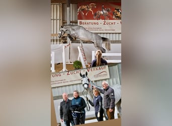 Cheval de sport allemand, Hongre, 3 Ans, 170 cm, Gris pommelé