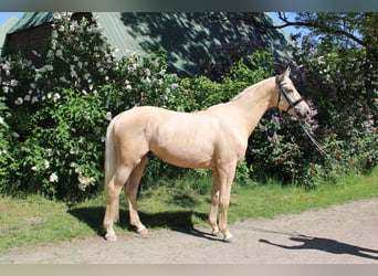 Cheval de sport allemand, Hongre, 3 Ans, 170 cm, Palomino