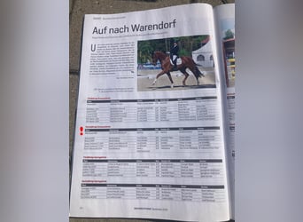 Cheval de sport allemand, Hongre, 3 Ans, 171 cm, Alezan