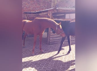 Cheval de sport allemand, Hongre, 3 Ans, 172 cm, Alezan