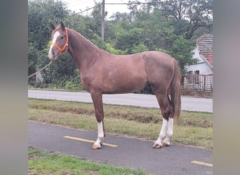 Cheval de sport allemand, Hongre, 3 Ans, 174 cm, Bai clair