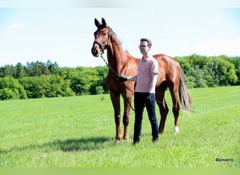 Cheval de sport allemand, Hongre, 3 Ans, 178 cm, Alezan