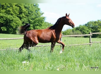 Cheval de sport allemand, Hongre, 3 Ans, 178 cm, Alezan