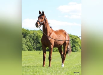 Cheval de sport allemand, Hongre, 3 Ans, 178 cm, Alezan
