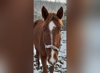 Cheval de sport allemand, Hongre, 3 Ans, 178 cm, Alezan