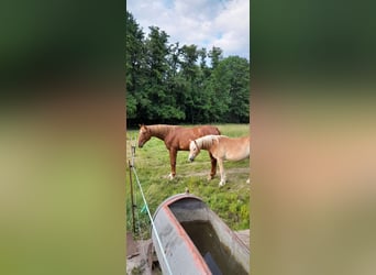 Cheval de sport allemand, Hongre, 3 Ans, 178 cm, Alezan