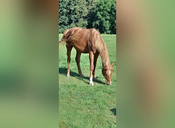 Cheval de sport allemand, Hongre, 3 Ans, 178 cm, Alezan